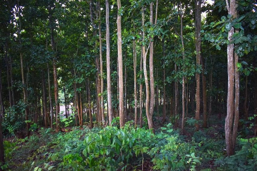 Bougainvillea Retreat & Spa Kaharpara Luaran gambar